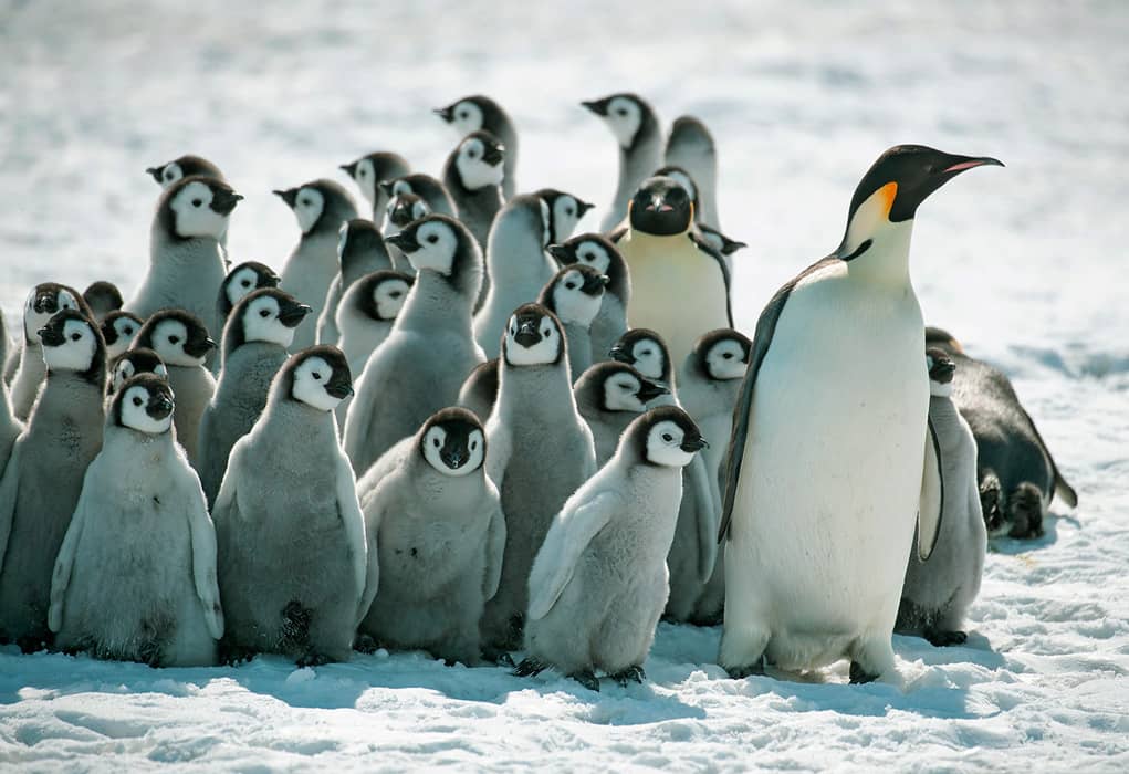 ???? Pingüino Emperador: Características » Animales Salvajes