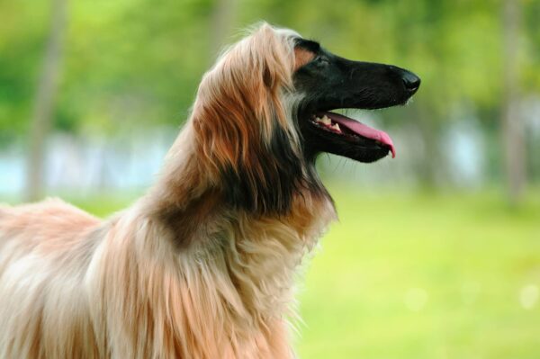 Top Razas de Perros más Caras