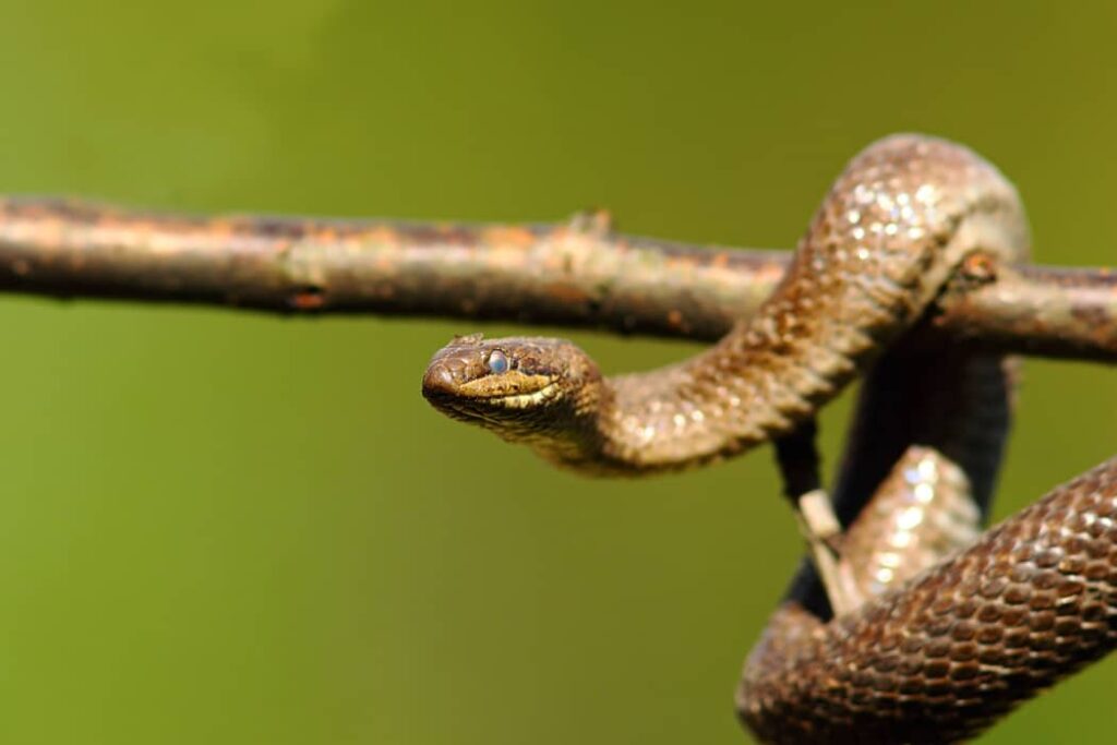 Serpiente lisa europea en una rama