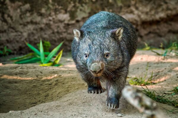 Wombats Características y Curiosidades