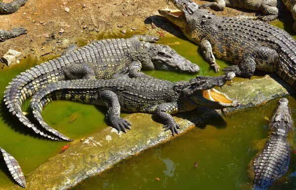 La Diferencia entre Cocodrilos, Aligátores, Caimanes y Gaviales
