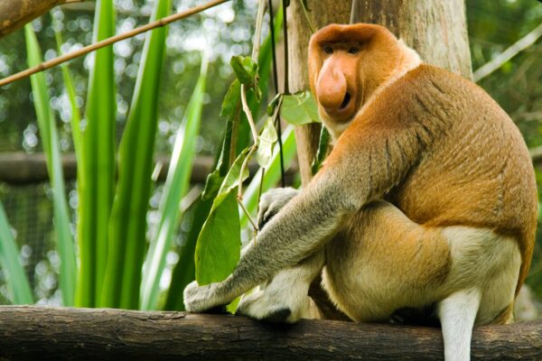 Mono Narigudo Características y Curiosidades