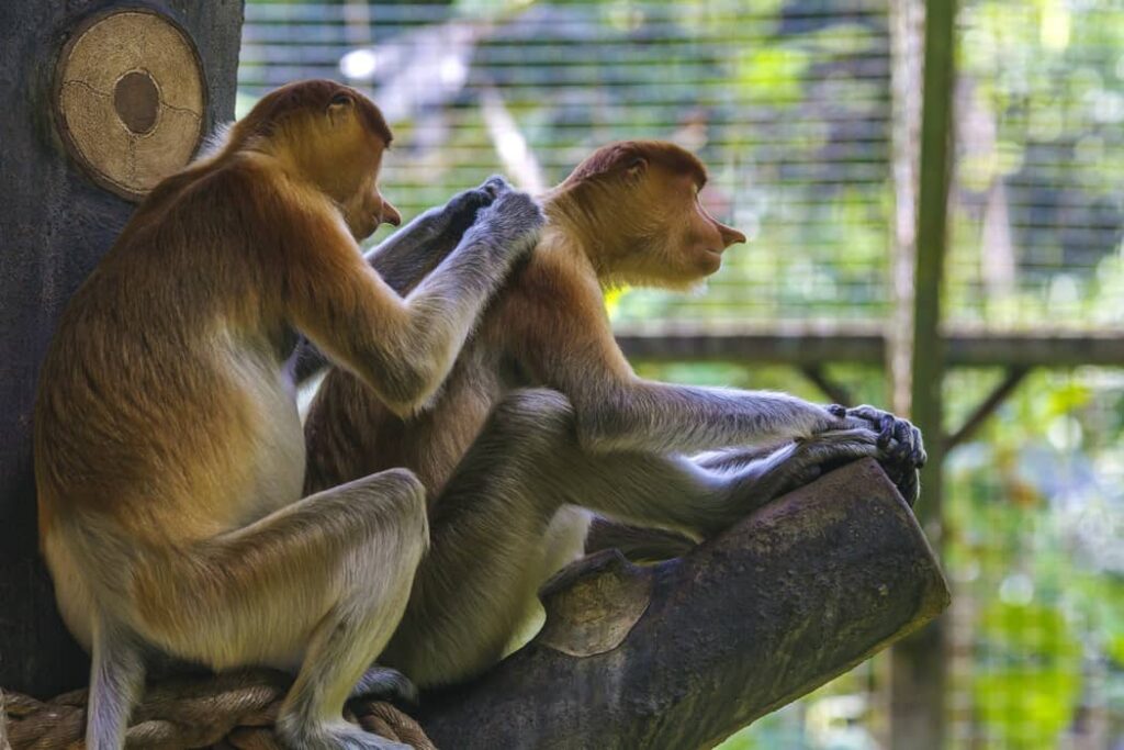 Monos Narigudos jugando sobre una rama