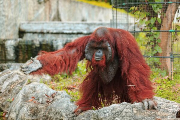 Orangután Características y Curiosidades