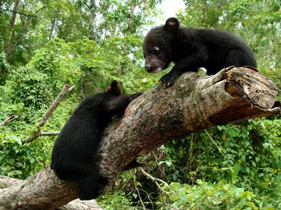 🐻 Oso Tibetano: Características y Curiosidades » Animales Salvajes