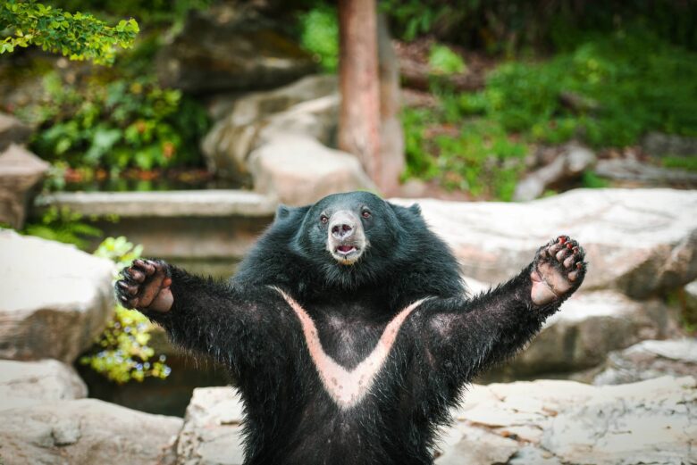 Oso Tibetano Características y Curiosidades