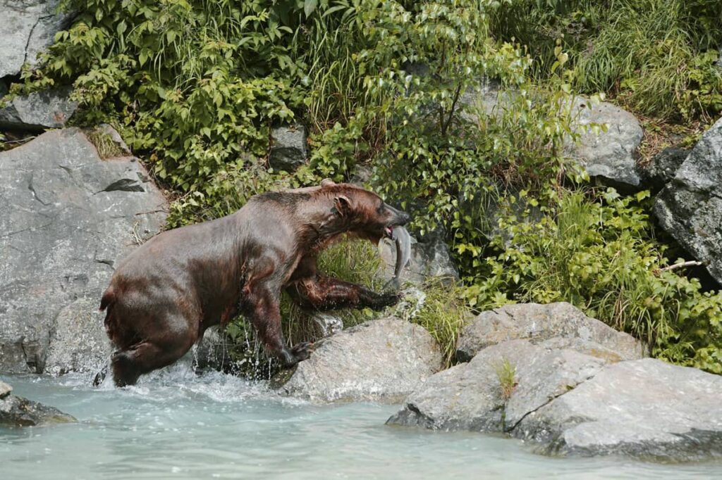 Oso pardo con salmón en la boca a la orilla del río