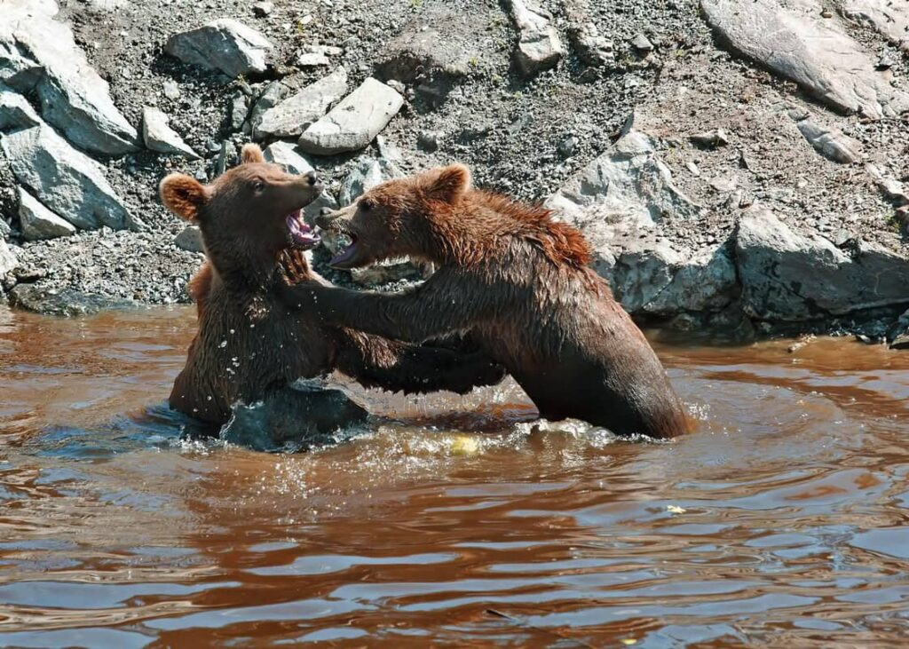 Dos osos luchando en aguas noruegas