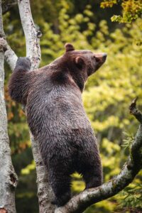 Hábitat del Oso pardo