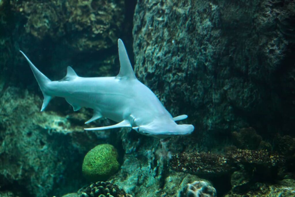 Tiburón Martillo en su hábitat natural