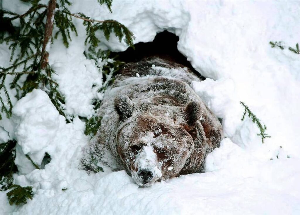 Hibernación del Oso Pardo