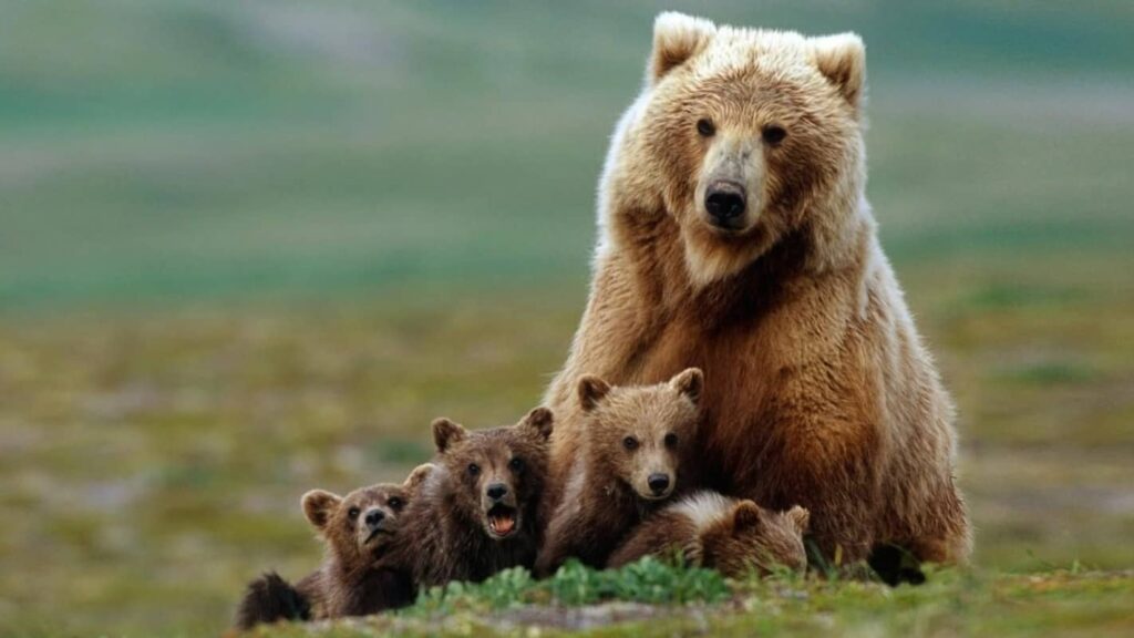 Madre osa y 5 cachorros osos pardos