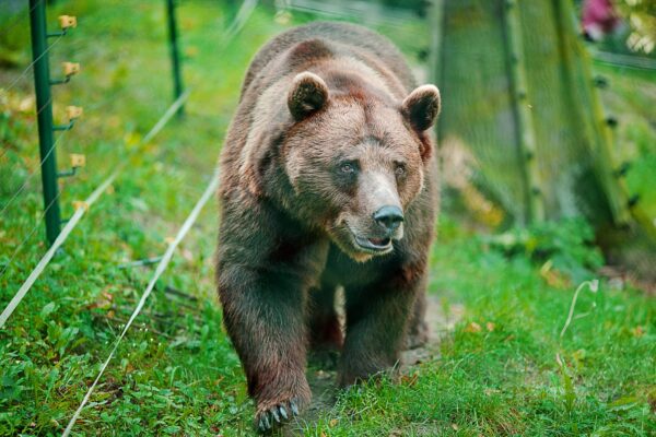 Oso Pardo Características y Curiosidades