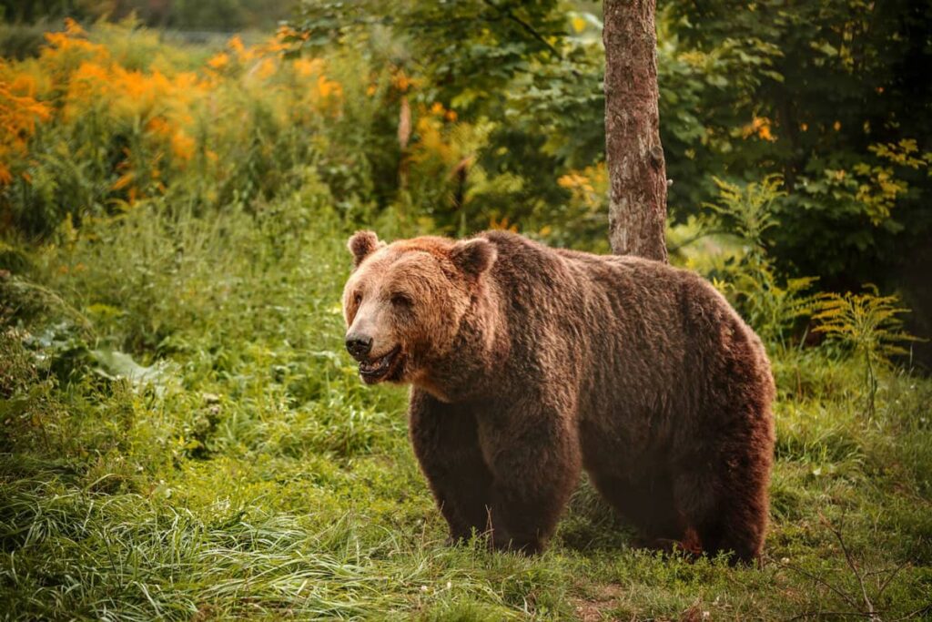 Oso Pardo en la naturaleza salvaje