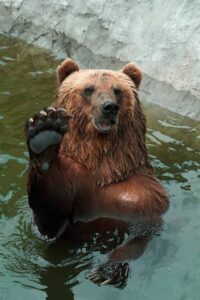 Oso Pardo saludando a AnimalesSalvajes.World