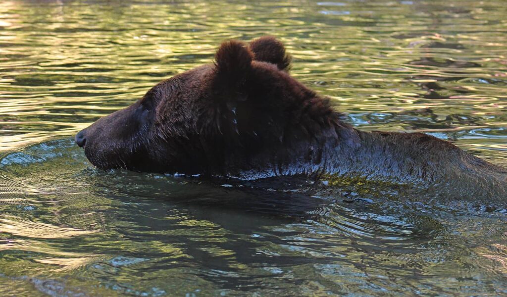 El oso pardo de Ussuri