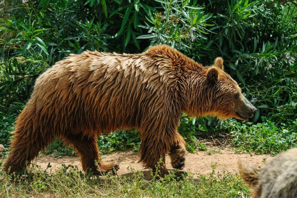 Oso pardo europeo con el pelaje mojado en el zoo