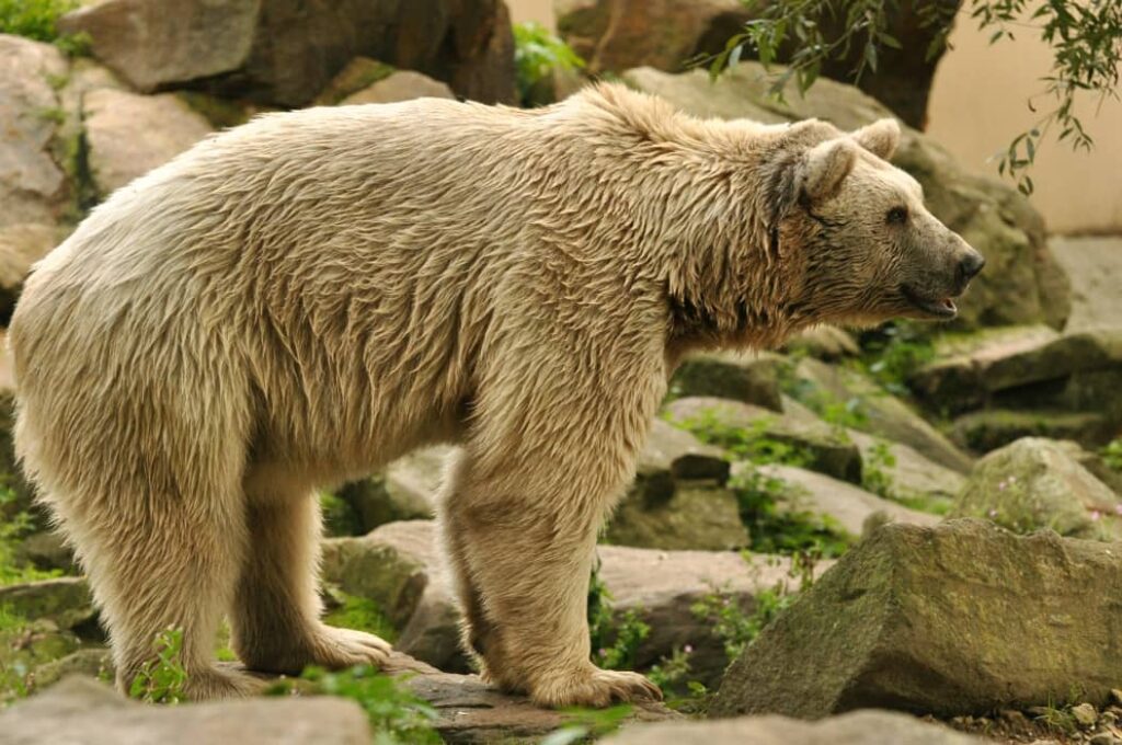 Oso pardo sirio en zoo Allwetterzoo Munster 