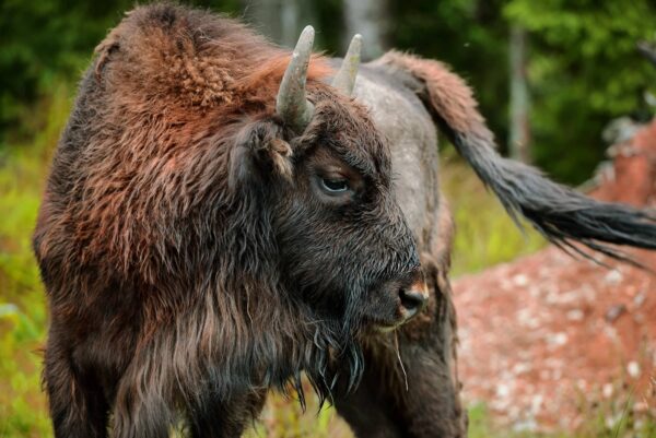Bisonte Europeo Características y Curiosidades