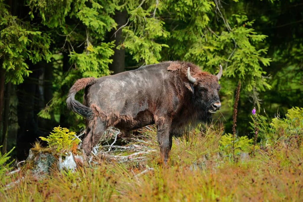 Bisonte europeo en el Bosque