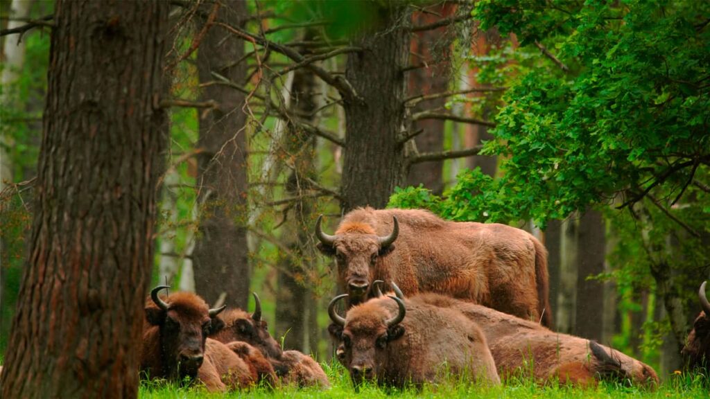 Bisonte europeo (Bison bonasus) capturado en Parque Nacional Oka, Rusia