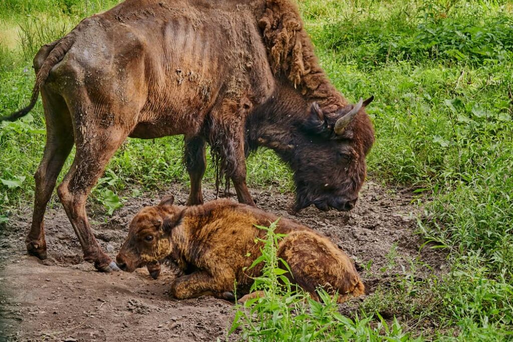 Una bisonte hembra con un cachorro en su hábitat natural