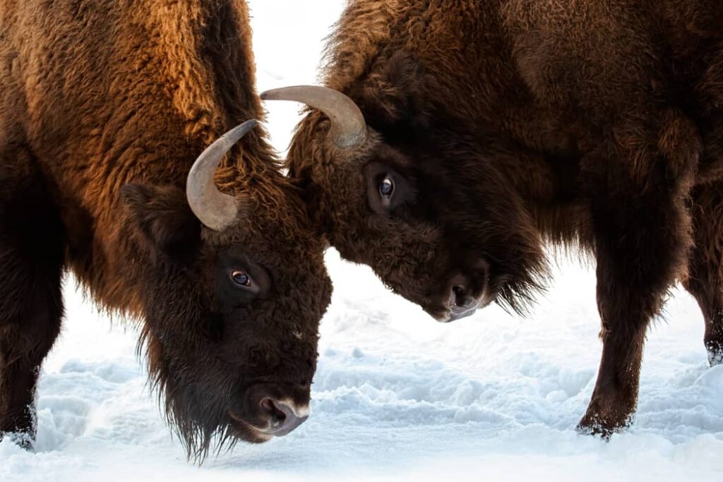 Primer plano de dos machos bisontes europeos que luchan por territorio