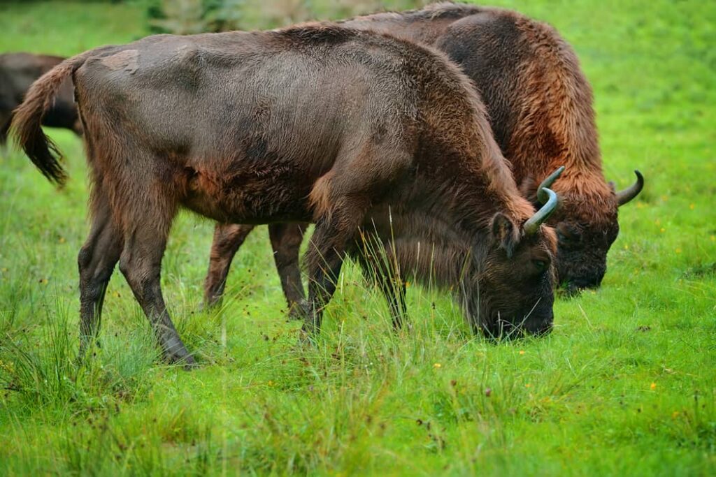 Dos bisontes europeos adultos en el prado