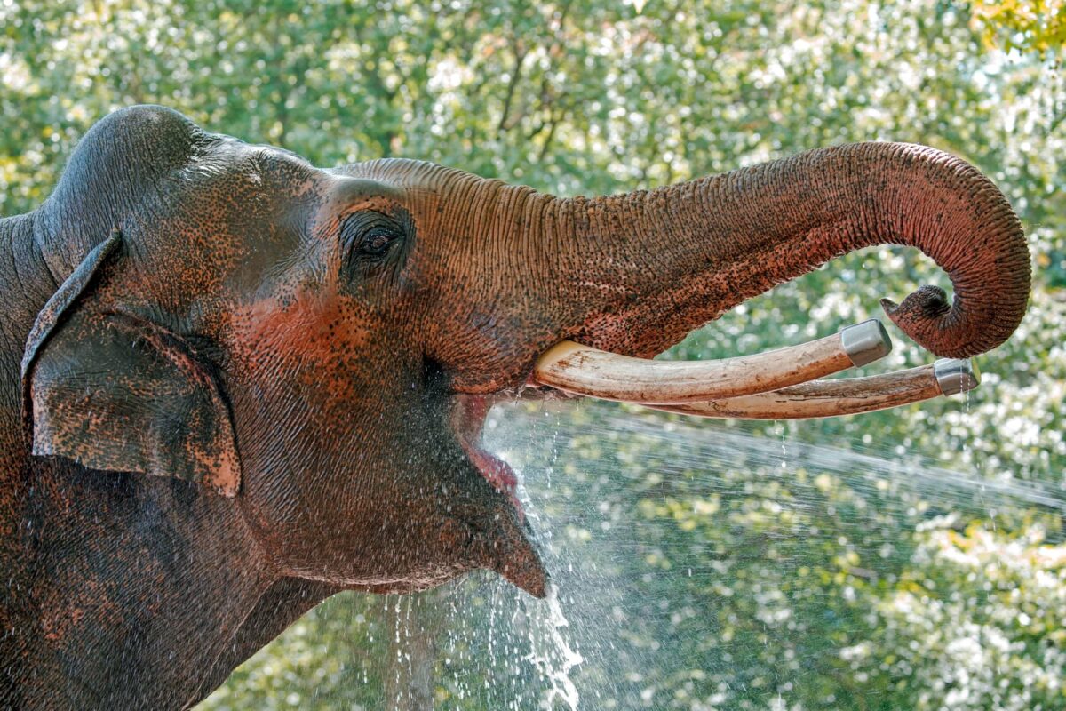 Elefante Asiático Características y Curiosidades