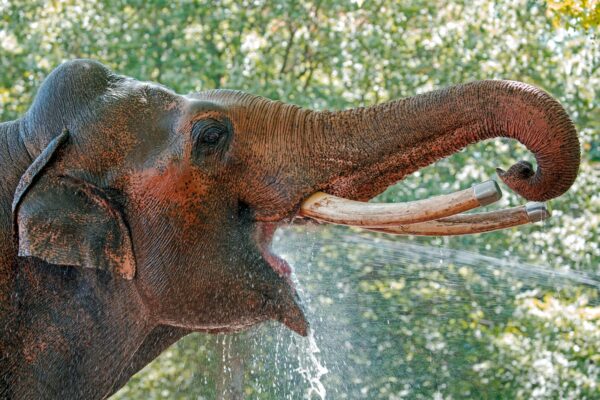 Elefante Asiático Características y Curiosidades