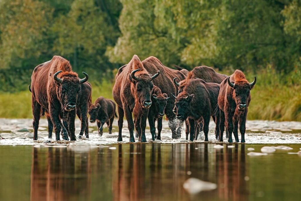 Manada de bisontes europeos cruzando un río