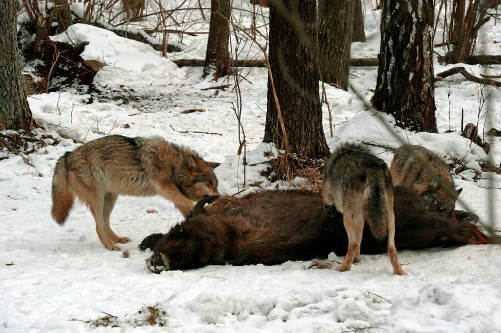 Manada de lobos contra un bisonte europeo
