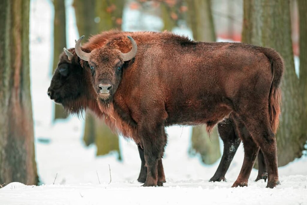 Par de bisontes europeos en el invierno