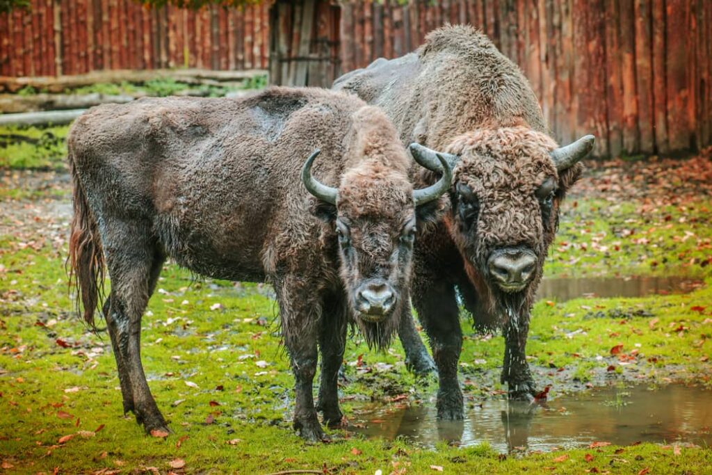 Primer plano de dos Bisontes europeos