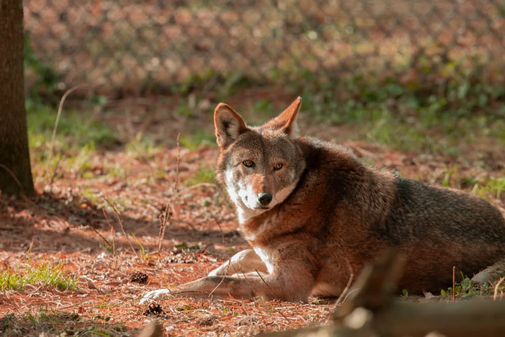 Captura del bello animal raro lobo rojo