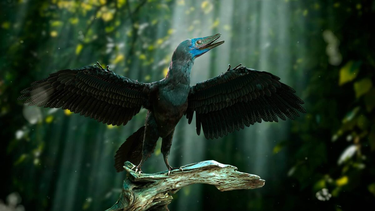 Archaeopteryx Características y Datos Históricos