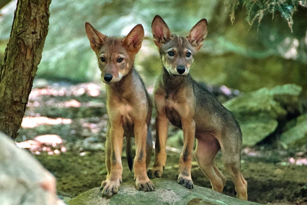 Cachorros de lobo rojo en el este de Carolina del Norte