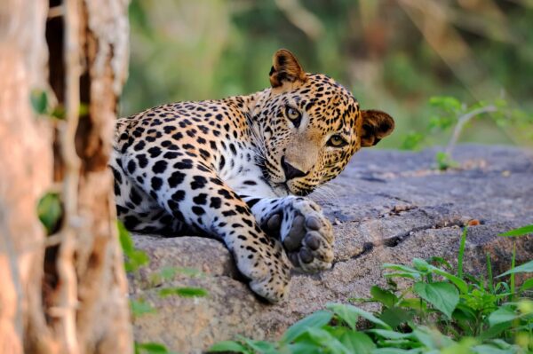 Leopardo Características y Curiosidades