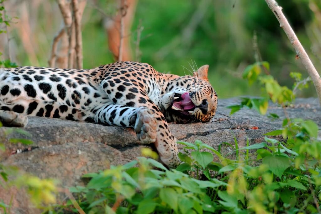 Leopardo acostado en estado de sueño