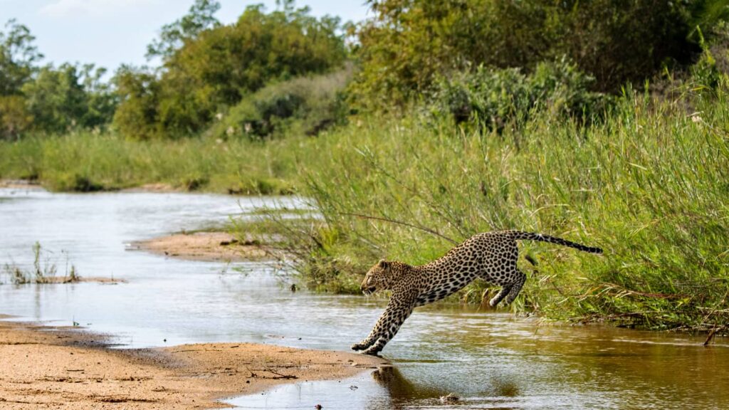 Un leopardo, Panthera pardus, salta sobre un río