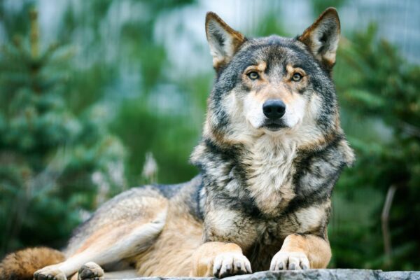 Lobo Salvaje Características y Curiosidades