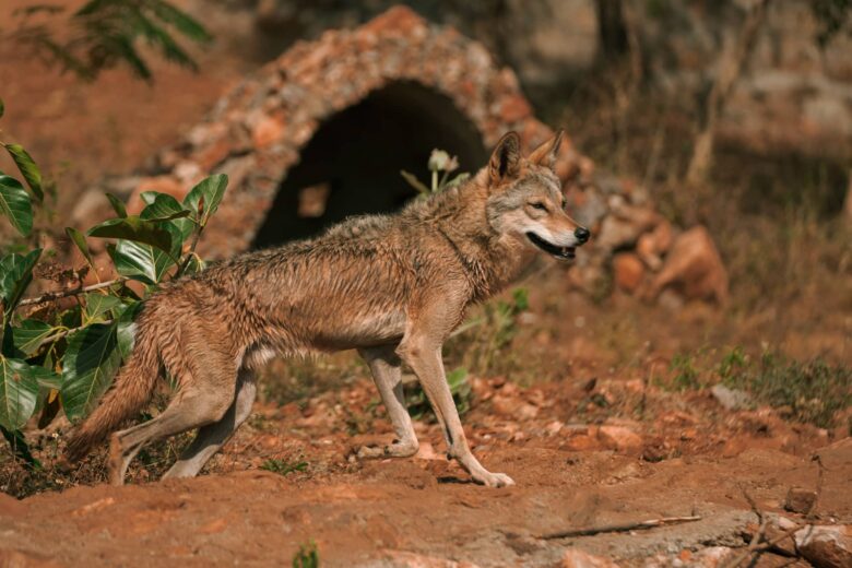 Lobo Rojo Características y Curiosidades