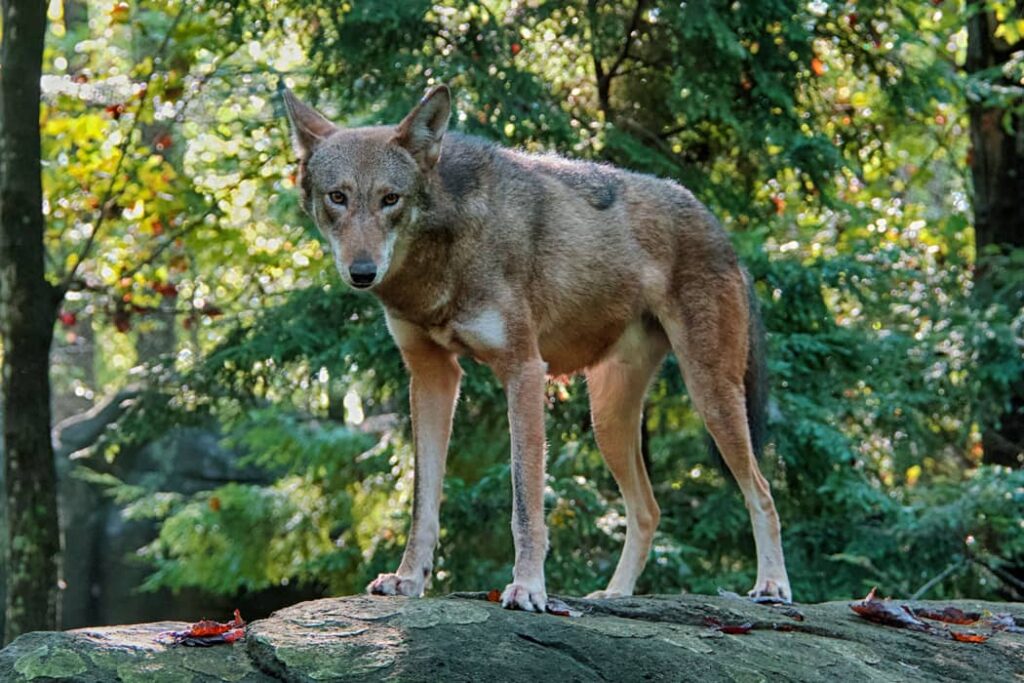 Lobo Rojo un depredador salvaje