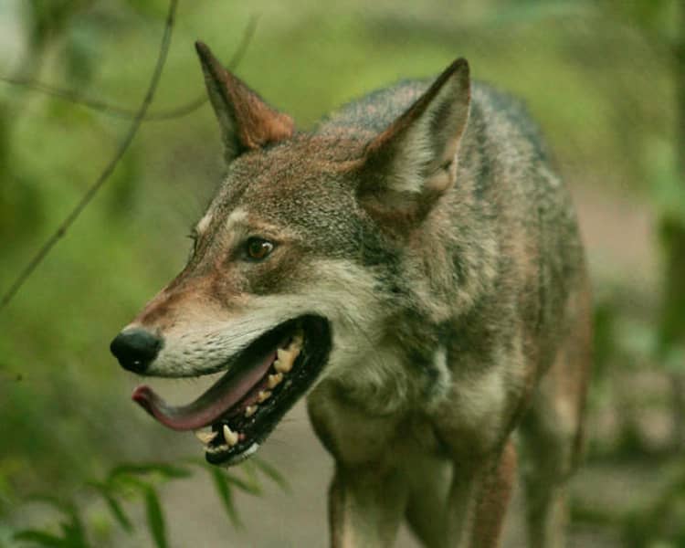 Lobo rojo (Canis rufus) en peligro de extinción