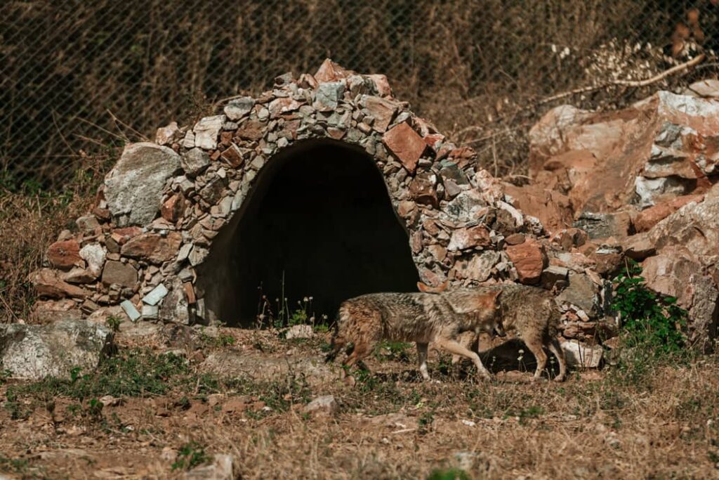 Pareja de lobos rojos cerca de la guarida