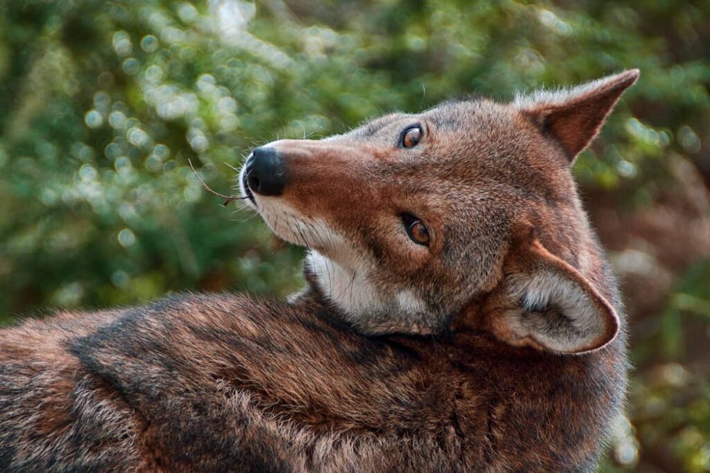 Primer plano del lobo rojo