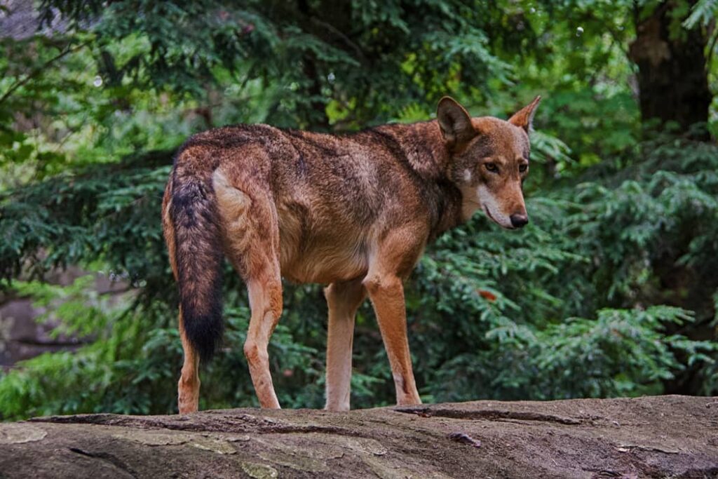 Retrato del Lobo Rojo en el bosque