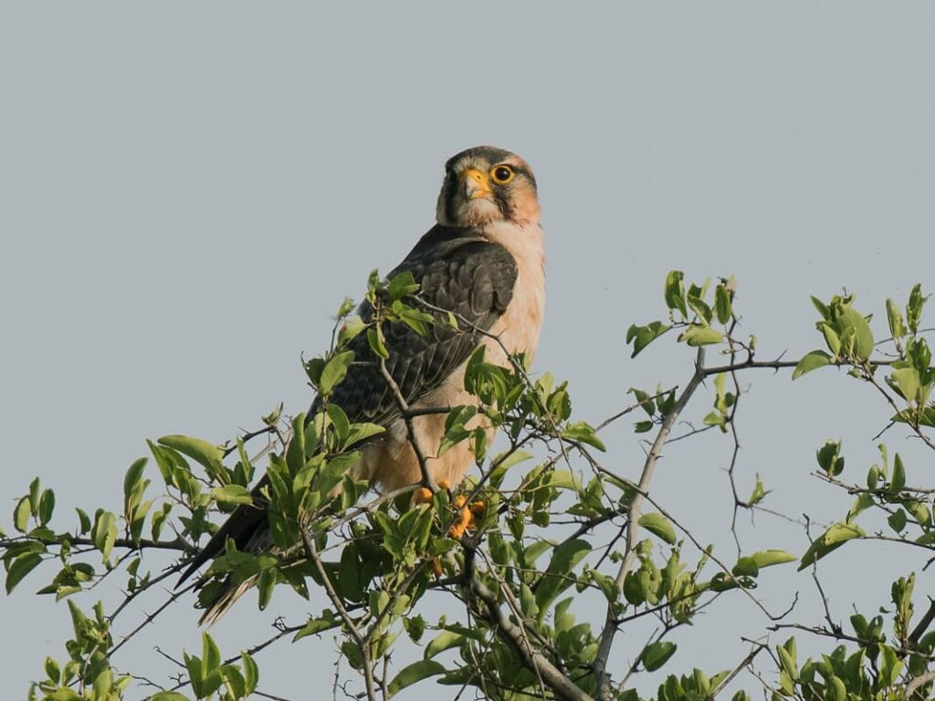 Foto de la especie Alcotán africano o Falco cuvierii