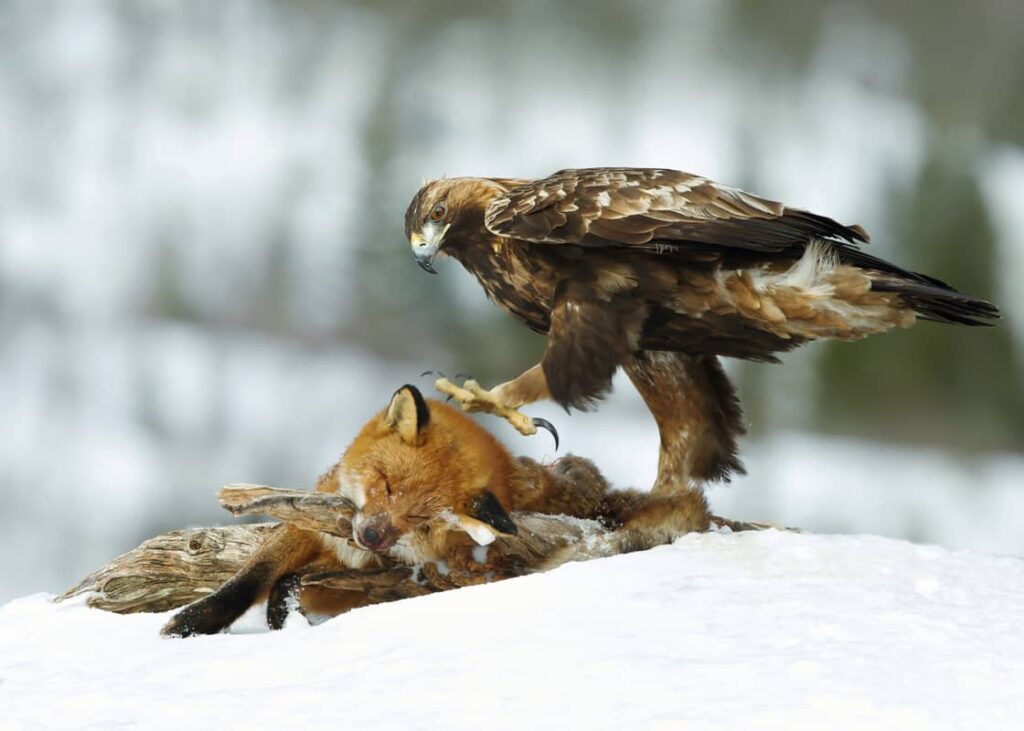 Águila real alimentándose de un zorro rojo en invierno