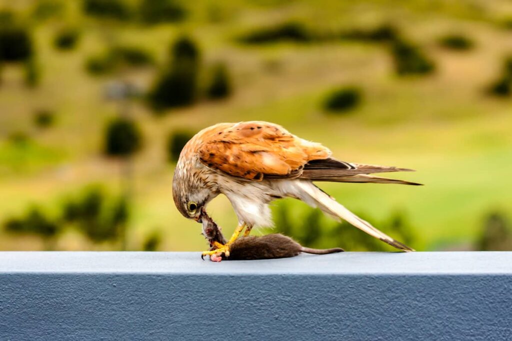 Cernícalo patirrojo comiendo un ratón